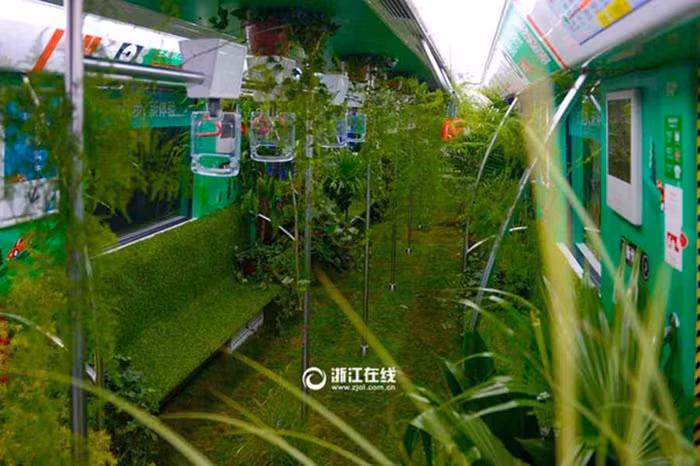 Cây dây leo được trồng với phương pháp thủy sinh để mang lại sạch sẽ nhất cho những hành khách.