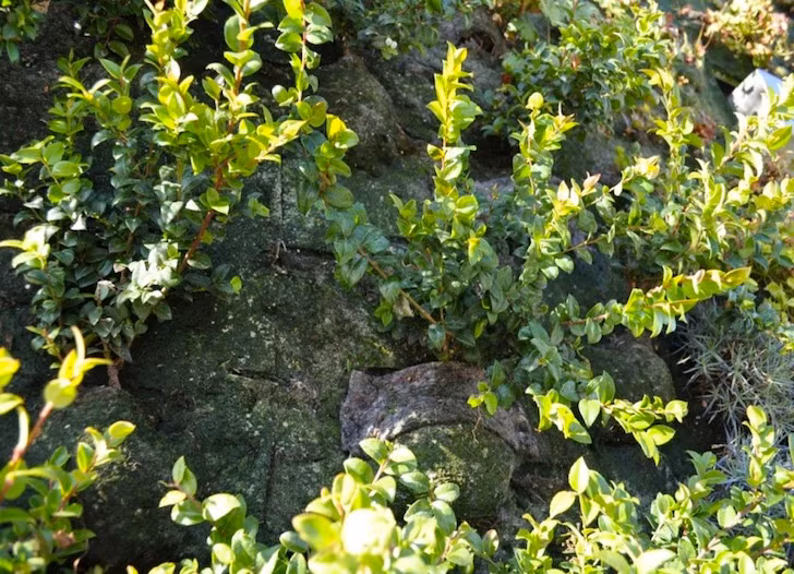 Phương pháp thủy canh ngoài trời thế này cũng làm cho việc chăm sóc và tưới tắm trở nên nhẹ nhàng hơn. Chủ nhà chỉ cần cắt tỉa, hầu như không bao giờ phải tưới nước.