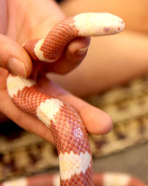 Bỏ tiền săn thú dữ làm thú cưng, coi chừng hiểm họa bủa vây - Hình 16 Bo tien san thu du lam thu cung, coi chung hiem hoa bua vay-Hinh-16