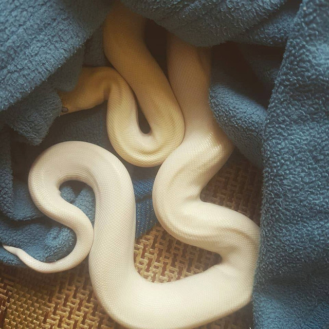 Bỏ tiền săn thú dữ làm thú cưng, coi chừng hiểm họa bủa vây - Hình 19 Bo tien san thu du lam thu cung, coi chung hiem hoa bua vay-Hinh-19