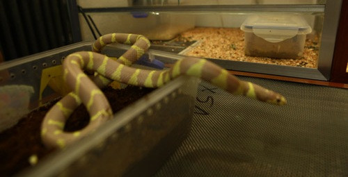 Bỏ tiền săn thú dữ làm thú cưng, coi chừng hiểm họa bủa vây - Hình 17 Bo tien san thu du lam thu cung, coi chung hiem hoa bua vay-Hinh-17