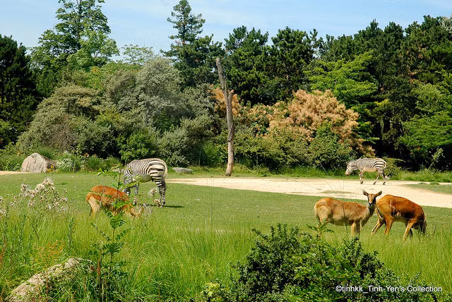 Bên cạnh đó, công viên Tête d’Or còn có một sở thú nhỏ dành cho trẻ em, những nhà kính lớn, vườn thực vật. (Ảnh Staticflickr)