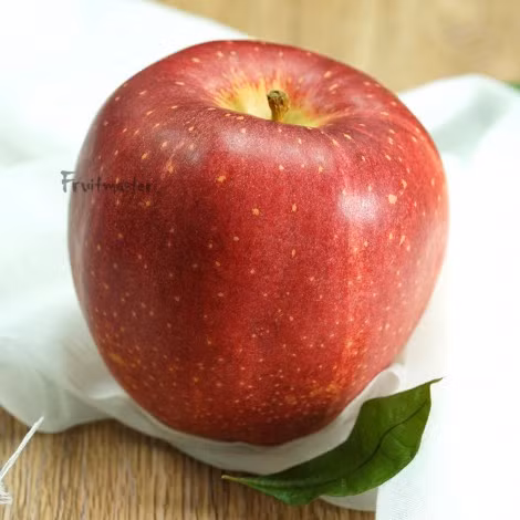 Giống Sekai-ichi của Nhật Bản từng được lọt vào danh sách những giống táo đắt nhất thế giới mà chỉ dành cho giới "siêu giàu". Tên của nó theo tiếng Nhật có nghĩa là "số 1 thế giới" nhằm khẳng định chất lượng của Sekai-ichi. Tại các siêu thị, mỗi trái táo Sekai-ichi của Nhật Bản được bán với giá 21 USD (khoảng hơn 400 nghìn đồng). Ảnh: fruitmaster.