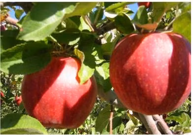 Điều đặc biệt, các ruộng trồng táo Sekai-ichi ở Nhật đều được người nông dân trực tiếp thụ phấn bằng tay tỉ mỉ, mỗi quả sau khi thu hoạch được rửa trong mật ong và dán nhãn thủ công. Ảnh: mostluxuriouslist.