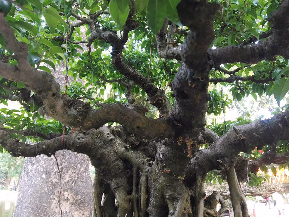 ... thông thường, khi già đi, thân cây sẽ gồ ghề, méo mó, kì dị lạ mắt".