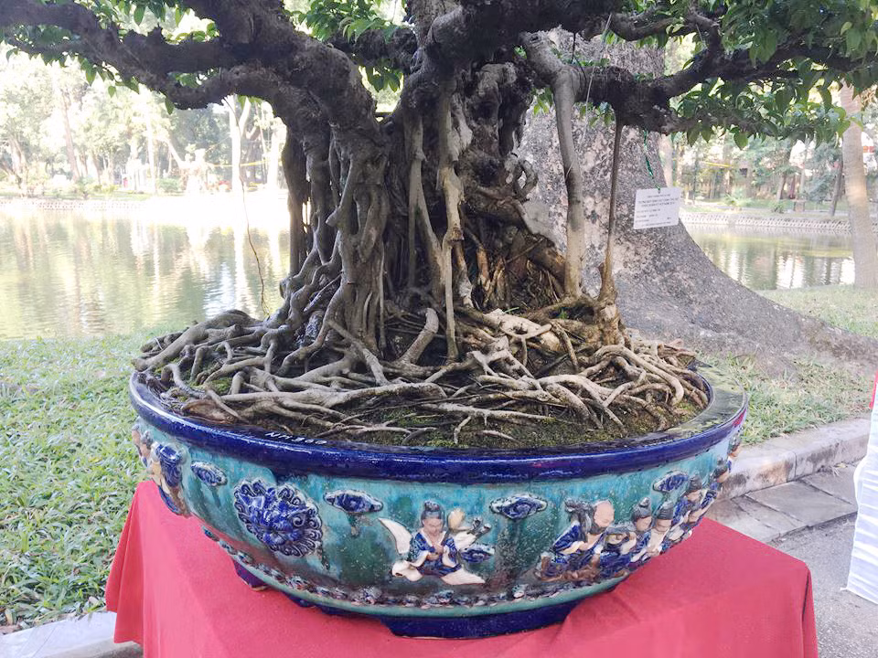 Cận cảnh rễ cây rải đều quanh chậu rất đẹp mắt.