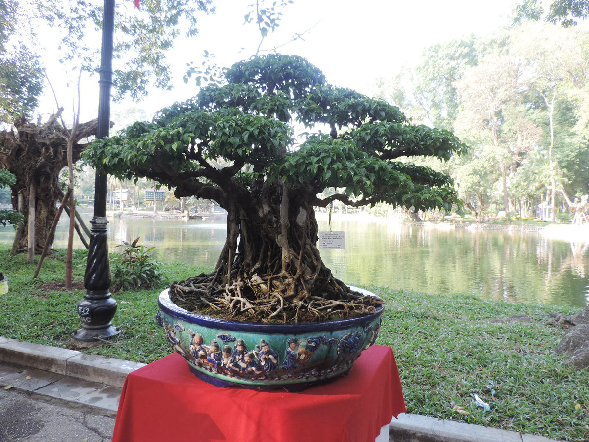 Cây sanh dáng làng có vẻ đẹp mang tính cổ xưa khiến nhiều dân chơi cây cảnh mê mẩn.