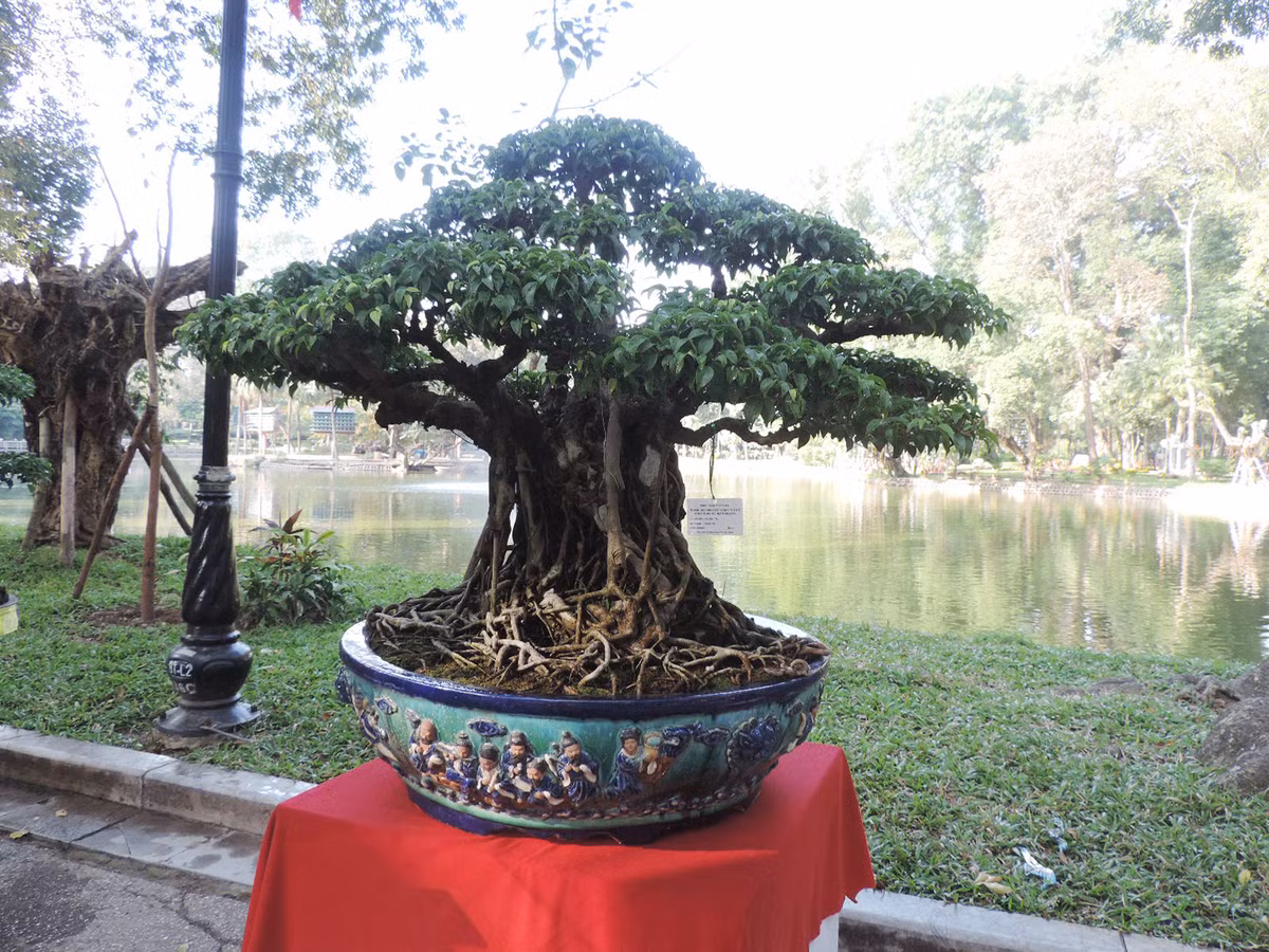 Cây sanh dáng làng có vẻ đẹp mang tính cổ xưa khiến nhiều dân chơi cây cảnh mê mẩn.