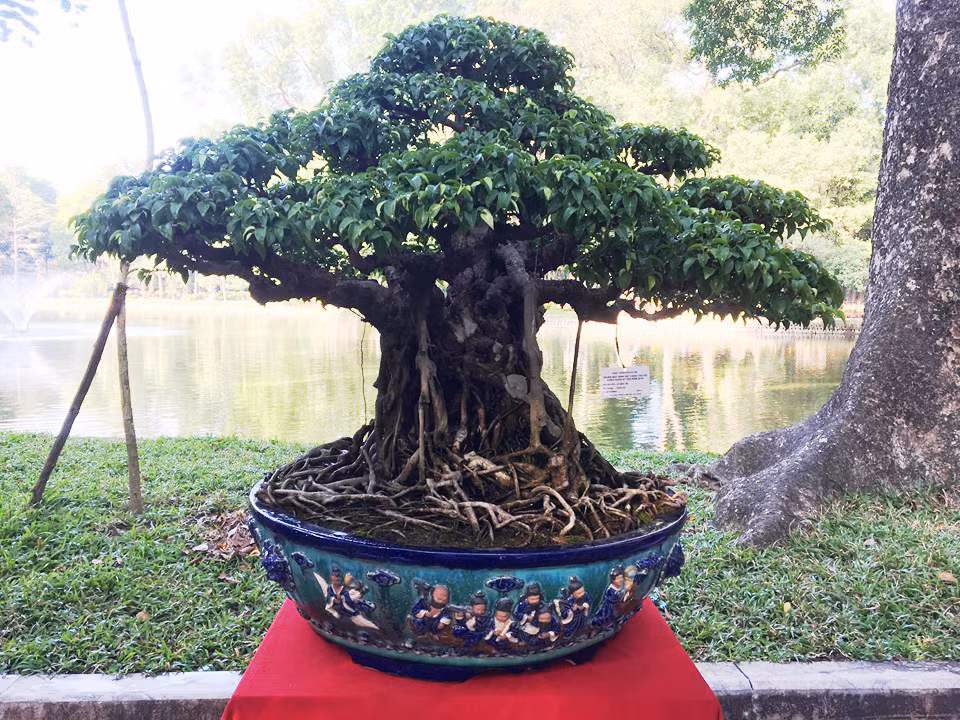 Sanh lá móng là loại sanh có lá hình móng rồng độc đáo. Chậu sanh cổ lá móng của nghệ nhân Lê Danh Tín là một trong những tác phậm nghệ thuật đẹp nhất được trưng bày tại triển lãm cây cảnh diễn ra ở công viên Bách Thảo, Hà Nội.