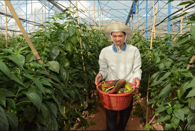 Ớt sừng bò được trồng trong nhà kính, ứng dụng công nghệ cao để cho ra những trái ớt chất lượng. Ảnh: Imgur.