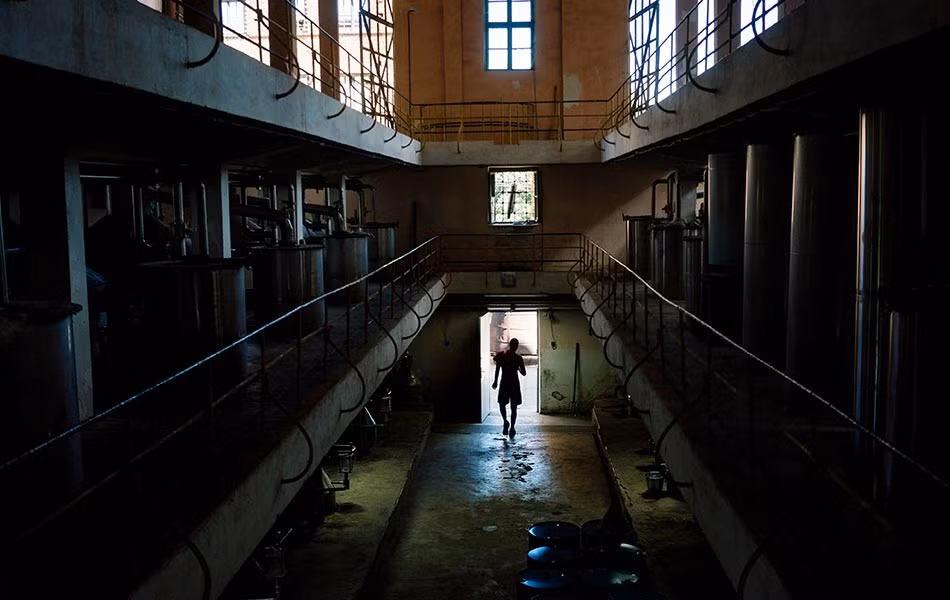 Sau khi hoa oải hương thu hoạch sẽ được đưa vào nhà máy, nơi loài hoa tím này được chế biến thành một loại dầu thơm sau đó xuất đi toàn thế giới.