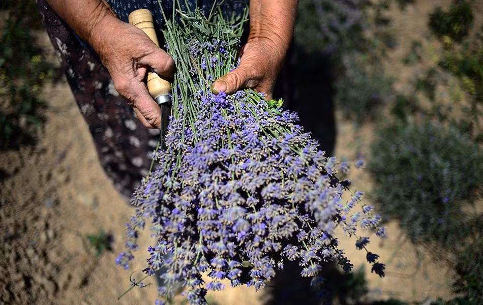 Truyền thống chưng cất hoa hồng lâu đời, người dân nơi đây tiếp tục dùng hoa oải hương để chiết ra những giọt tinh dầu được thế giới ưa chuộng nhất.
