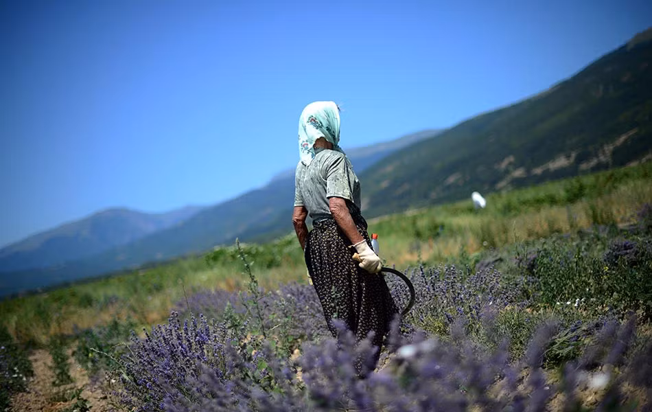 Trung bình mỗi năm Bulgaria và Pháp cung cấp 75% sản lượng dầu hoa oải hương trên thị trường thế giới.