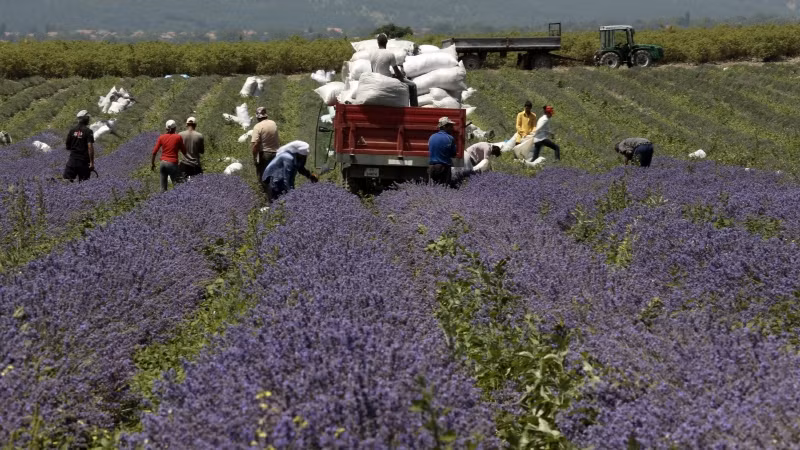 Và cứ vào tháng 6 tới tháng 8 hàng năm những bông hoa oải hương tim tím lại tỏa hương thơm nồng bay xa khắp thung lũng.