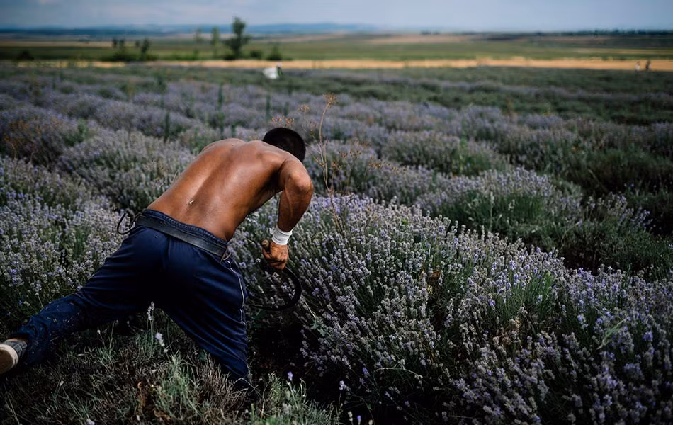 Những bông hoa oải hương sau khi được thu hoạch, sẽ được chất lên các chiếc xe chở về nơi sản xuất.