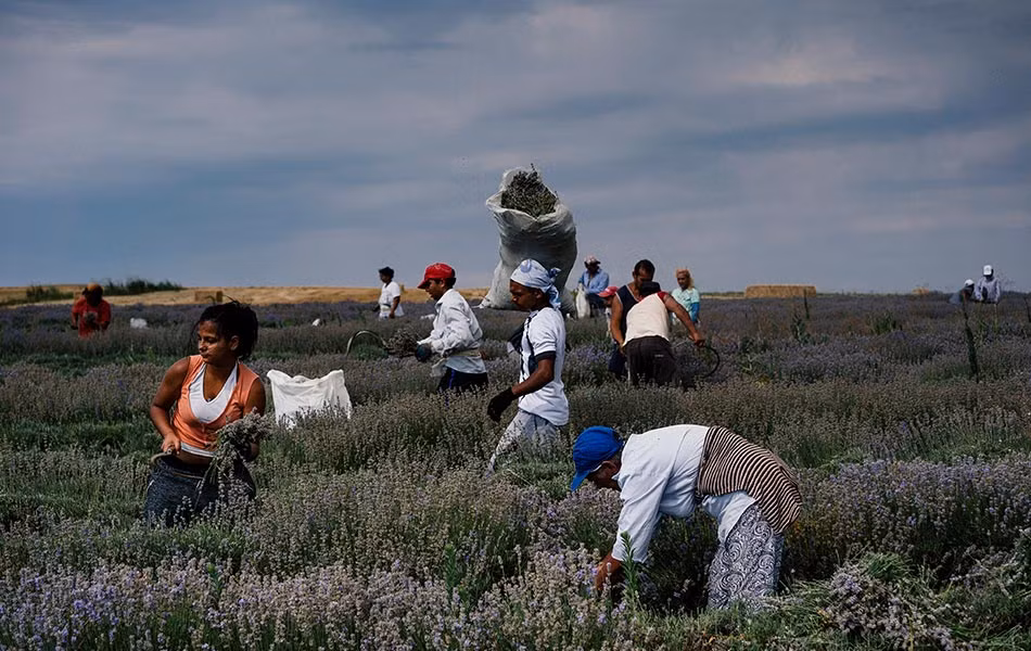 Dưới cái nắng gắt của mặt trời những người nông dân bắt đầu thu hoạt hoa oải hương, vì càng có nhiều ngày nắng thì chất lượng dầu sẽ càng tốt hơn.