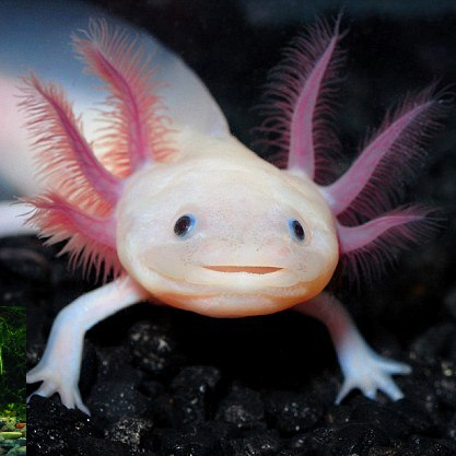 Mới đây, nhiều thông tin và hình ảnh về loại cá khủng long 6 sừng 4 chân rất độc, lạ khiến nhiều người tò mò và săn mua loại cá này. Loài cá này có tên là cá Axololt, có xuất xứ từ Mexico và được nhập về Việt Nam chỉ trong vòng hơn một tháng trở lại đây. Ảnh: FBNV.