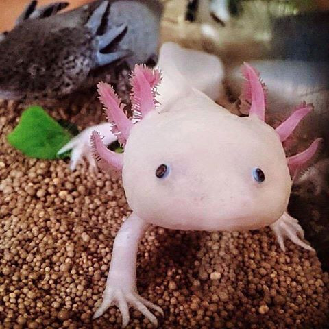 Cận cảnh khủng long 6 sừng đang gây sốt trên thị trường. Ảnh: FBNV.