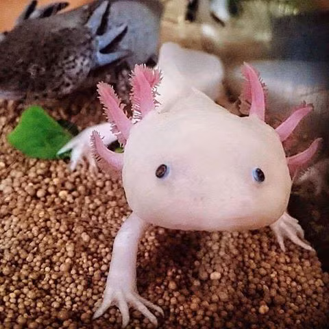 Cận cảnh khủng long 6 sừng đang gây sốt trên thị trường. Ảnh: FBNV.