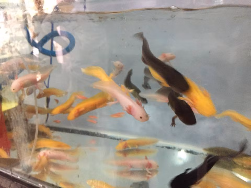 "Đây là loài cá ăn thịt, ăn những con mồi nhỏ bé như trùn, sâu bọ và cá nhỏ trong thiên nhiên. Trong môi trường nuôi, có thể cho nó ăn thịt cá hồi, trùn huyết đông lạnh hoặc còn sống, trùn đất, tim bò, ăn bo bo hoặc tép nhỏ… Cá khủng long 6 sừng dùng mũi để tìm thức ăn (mắt chúng khá kém), khi tìm thấy thức ăn nó sẽ nuốt tức thì với tần suất rất nhanh”, anh Vũ chia sẻ về một số thông tin thú vị liên quan đến loài cá này.