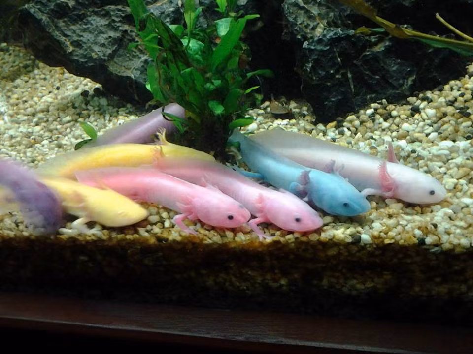 Với hình dáng siêu kỳ quái, độc đáo như thân thon dài 10 – 20cm, màu sắc đa dạng, loài cá có đến 6 sừng mọc hai bên đầu và có 4 chân này đã thu hút rất nhiều sự quan tâm của giới mê chơi cá cảnh ở Việt Nam. Ảnh: FBNV.