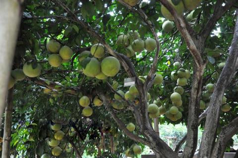 Đây là cây bưởi của gia đình ôngTrần Hùng (81 tuổi, huyện Tân Lạc, Hòa Bình).