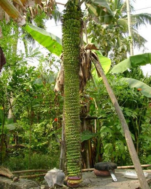 Cây chuối cho ra buồng dài khoảng 2m với hơn 200 nải của gia đình ông Nguyễn Minh Tiến và bà Nguyễn Thị Minh, trú tại tiểu khu 4, phường Bắc Lý, TP Đồng Hới (Quảng Bình).