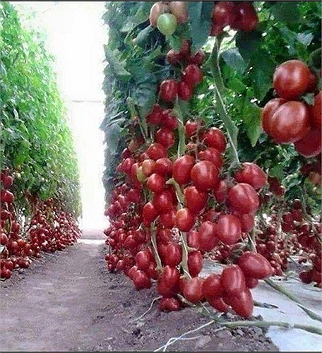 Hình ảnh cây cà chua siêu trái ở nhà vườn Đà Lạt.