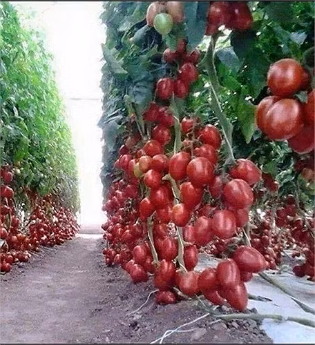 Hình ảnh cây cà chua siêu trái ở nhà vườn Đà Lạt.