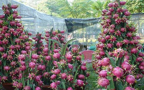 Cận cảnh cây Thanh Long siêu trái.