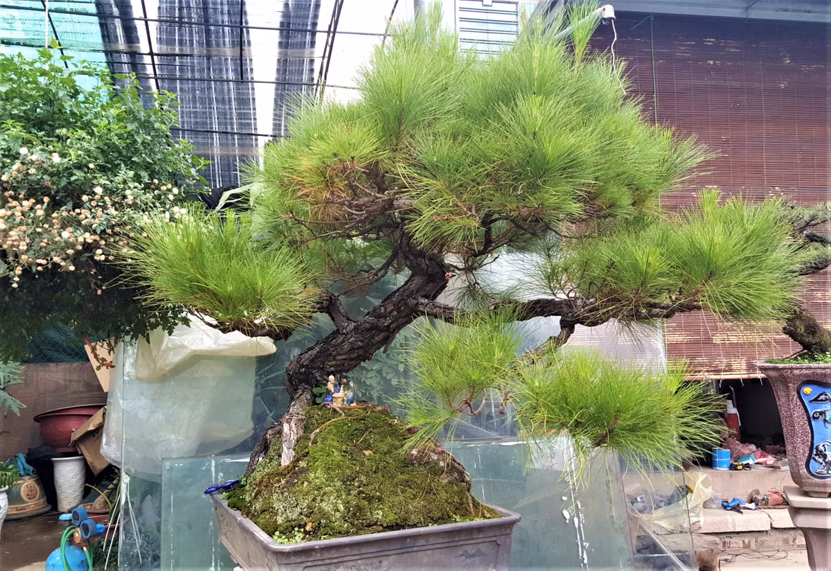 Không còn đơn thuần là loài cây trồng rừng phòng hộ, chắn gió cố định cát ven biển hay lấy rễ làm thuốc uống, phi lao đã được các nghệ nhân cây cảnh trồng, chăm sóc và đưa lên chậu với những dáng/thế đẹp mắt và trị giá không thua kém các loài cây nổi tiếng khác. Trong hình là chậu phi lao bonsai nhiều tuổi đời vừa được nhà vườn M.Garden (Hà Đông - Hà Nội) ra mắt thị trường Tết 2018.