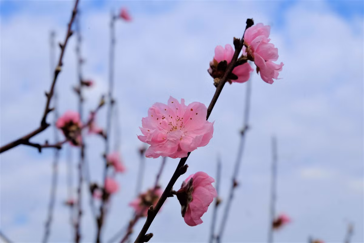 Theo quan niệm xưa, đào có nhiều nụ, hoa nở đều cánh, nếu có cả hoa, nụ và lộc là điều tốt, bởi đó là biểu tượng cho sự đề huề, ấm no của gia đình trong ngày đầu xuân.