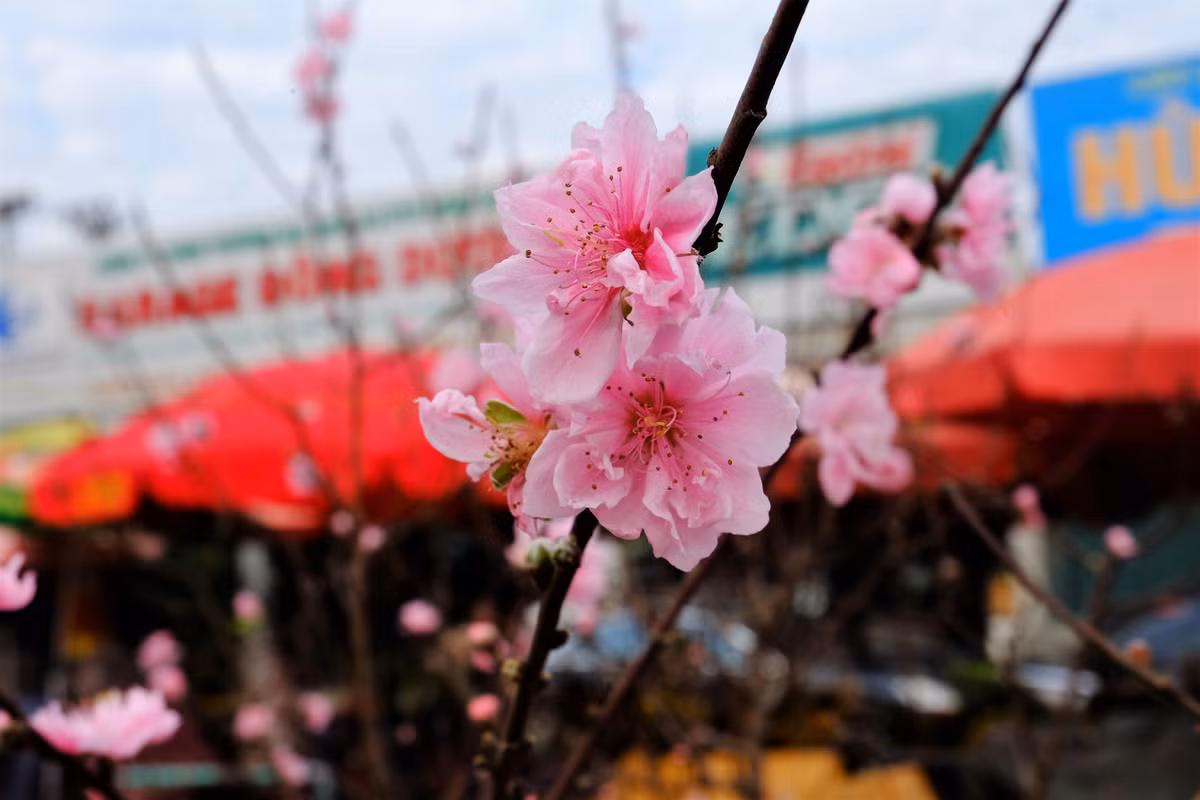 Chị Hoài (một tiểu thương bán hoa đào tại Hà Nội) cho hay: "Đầu mùa cho nên giá đào sẽ cao hơn. Dịp Tết dương giá hoa còn đắt hơn nhiều, 400.000, thậm chí 500.000 đồng/cành".