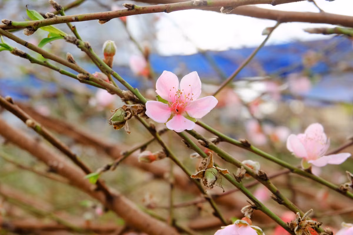 Đối với nhà phố thì đào cành hợp cắm lọ lộc bình trưng trong phòng khách, hoặc cành nhỏ đặt ở bàn thờ tổ tiên ngày Tết.