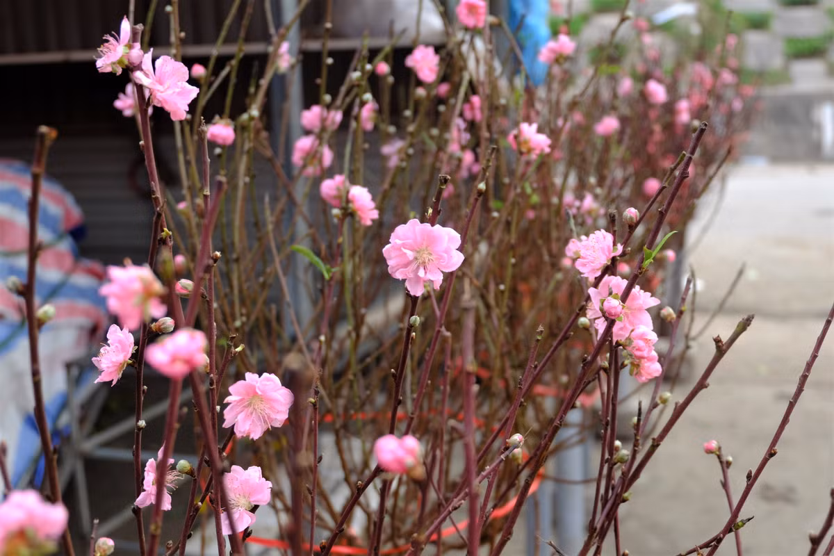 Theo lý giải của các tiểu thương, sở dĩ giá đào Nhật Tân tăng là vì thời tiết năm nay thất thường, trời lạnh nên hoa nở chậm hơn. Những cành hoa bày bán với giá cao đều là hàng được tuyển chọn kỹ từ nhà vườn.