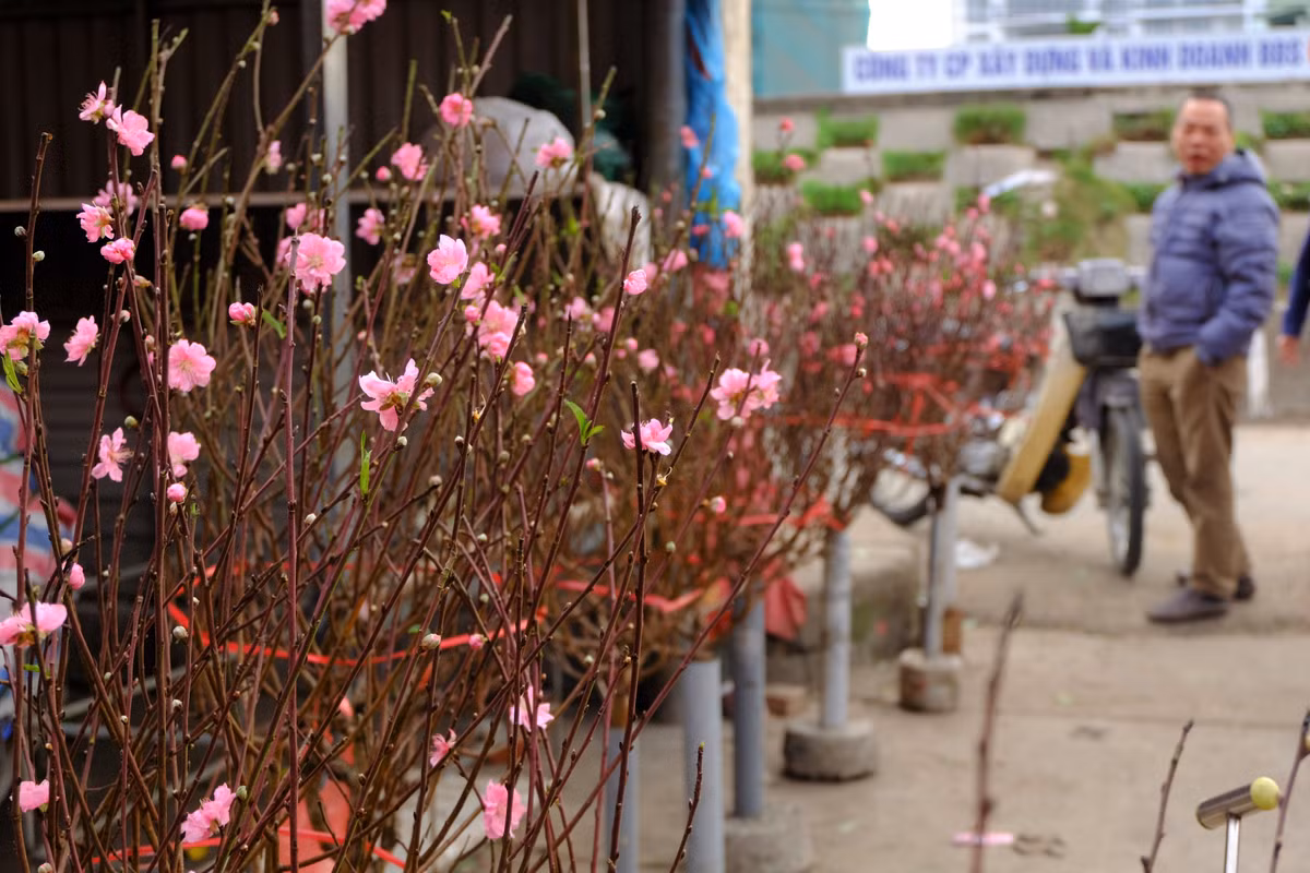 Trong tiết trời giá lạnh, đào Nhật Tân vẫn bung nở và theo chân các tiểu thương xuống chợ Quảng Bá. So với mọi năm, đào năm nay vẫn đẹp, tán tròn đều và được rao giá bán khá "chát".
