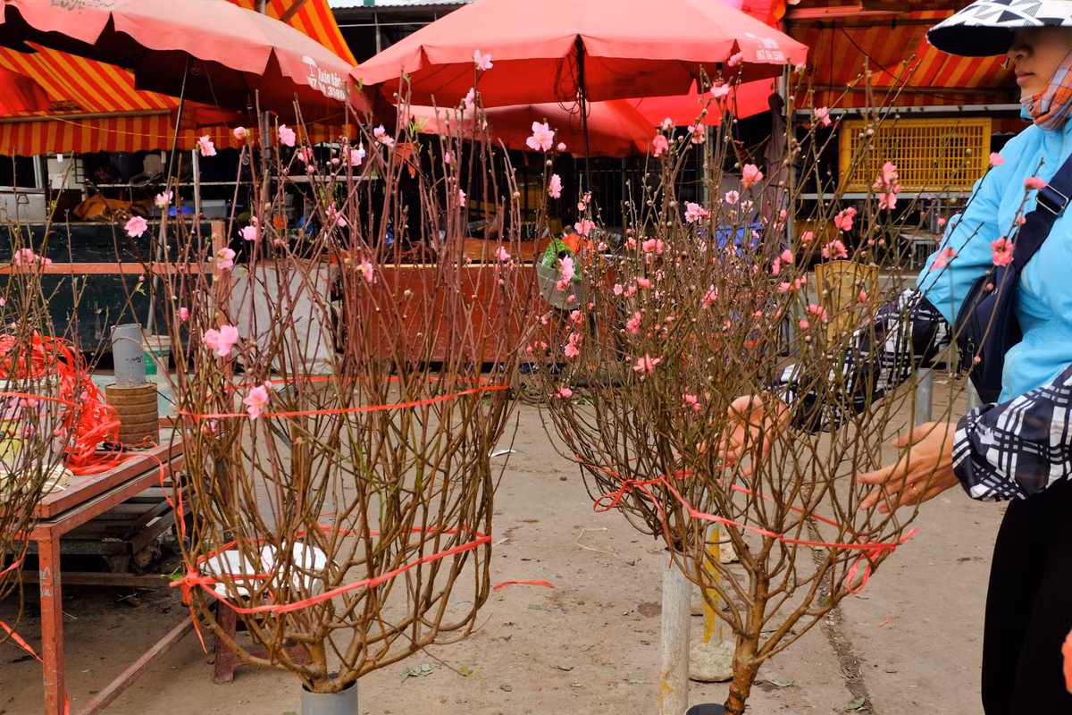 Chị Thủy Nguyên (nhà ở khu Yên Phụ, Tây Hồ, Hà Nội) tâm sự: "Đã thành truyền thống, năm nào gia đình tôi cũng mua hoa đào chơi sớm. Nhìn cành đào trong nhà cảm thấy như Tết đã đến rồi. Chưa kể, đào cành cũng bền không kém nhiều loại hoa, cây cảnh khác nên "đầu tư" một chút cũng không sao".