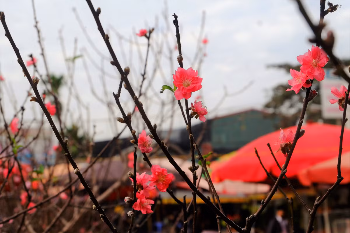 Theo các tiểu thương, để có đào bán sớm, các nhà vườn đã căn thời gian tuốt lá đào sớm hơn.