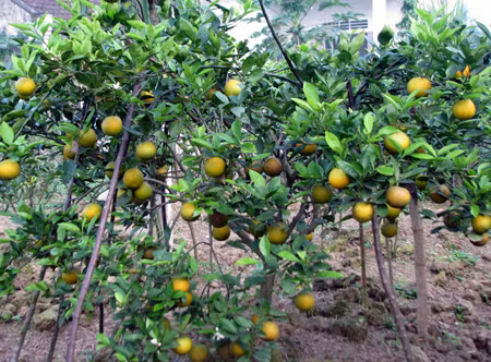 Để duy trì tuổi thọ và chất lượng quả, các hộ trồng cam Xã Đoài chủ yếu dùng phân hữu cơ bón cho cây. Trong trường hợp thời tiết thay đổi thất thường, năm cam chín sớm, không đúng vào dịp Tết nhưng hầu như không hộ trồng cam nào thuốc kích thích để tăng hay hạm ngày kết trái. Ảnh: Tapatalk.