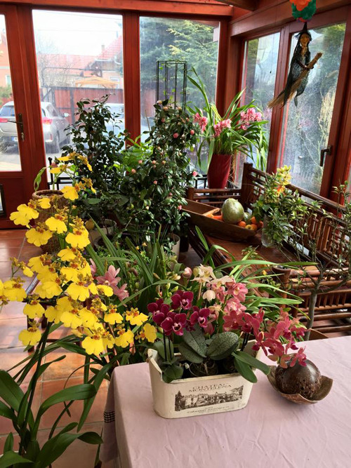 Không chỉ là hoa hồng, chị còn trồng thêm rất nhiều loại hoa như lan, thủy tiên. Ngôi nhà của chị không bao giờ thiếu hoa cả ngoài vườn lẫn những lọ xinh xinh trong nhà.