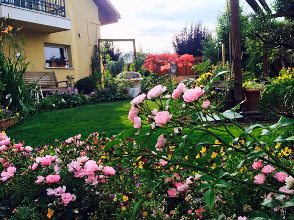 Vì vườn hồng rất rộng và đa chủng loại nên cách chăm sóc cũng cần đặc biệt tỉ mỉ theo từng loại hoa hồng. Chị Thảo cất công chọn giống, tỉa lá bắt sâu , tưới tắm hàng ngày.