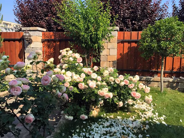 Năm 17 tuổi, cô gái Phương Thảo rời quê hương sang xứ người thì mới bắt đầu lấy nó làm thú vui giúp vơi đi nỗi buồn nhớ đất mẹ.