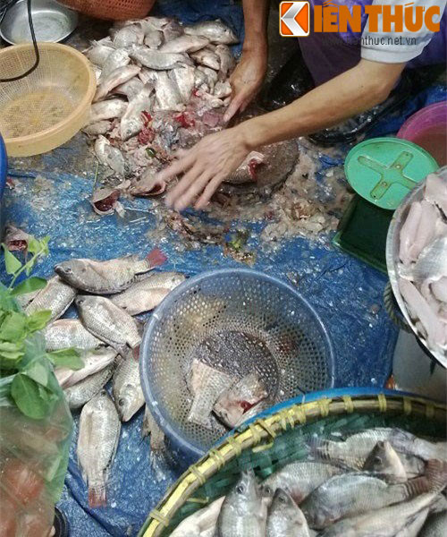Cận cảnh những con cá đã ươn thối, trắng bệch nhưng vẫn được các lái buôn kỳ công thái lóc thịt. Sau đó, số cá ế này sẽ được "đóng gói" rồi cung cấp cho các hàng bún cá với giá rẻ. Ảnh:Lê Phương.