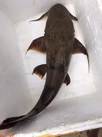 Có giá 1,2 triệu đồng/kg nhưng đặc sản cá chiên vẫn được săn tìm ráo riết. (Ảnh Casongda)