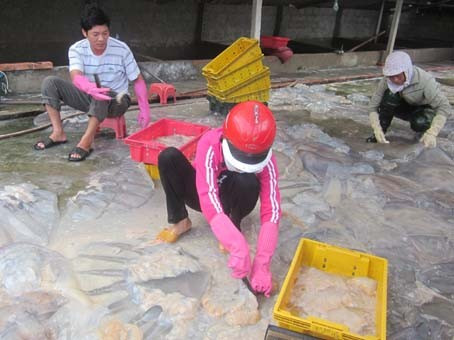 Sứa đang ngày càng được người tiêu dùng ưa thích. Vì các món ăn từ sứa đều có lợi cho sức khỏe, có thể phòng chống được nhiều bệnh.