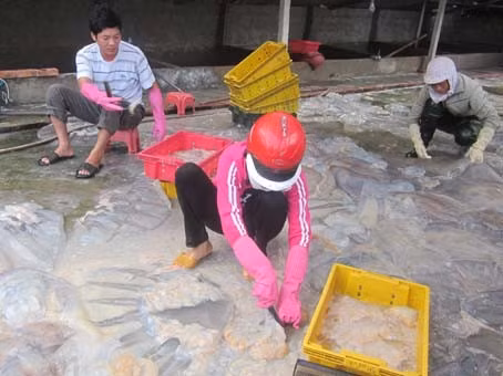 Sứa đang ngày càng được người tiêu dùng ưa thích. Vì các món ăn từ sứa đều có lợi cho sức khỏe, có thể phòng chống được nhiều bệnh.