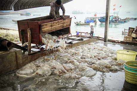 Sứa sau khi thu mua tại biển sẽ được đưa về xưởng để chế biến. Với loại sứa đỏ giá th mua đắt hơn, có thể lên đến hơn 1 triệu đồng/kg.