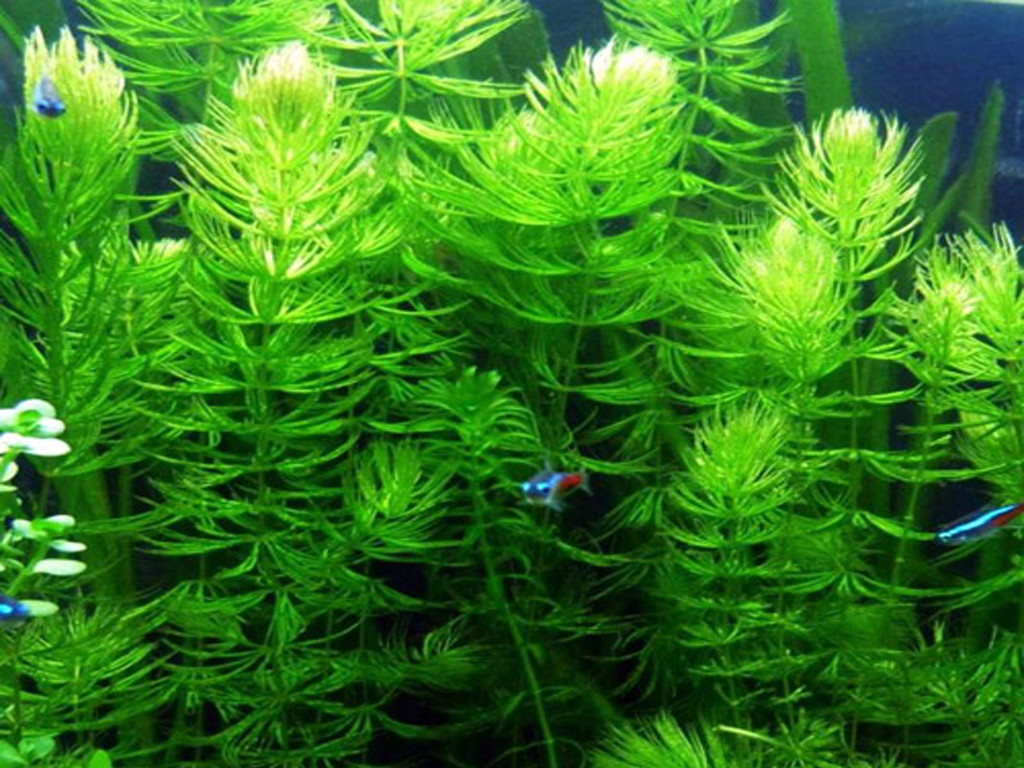 Ngoài rong đuôi chó, rong đuôi chồn cũng không cần chăm sóc quá nhiều, rất được ưa chuộng trong việc trang trí nhà. Ảnh: nongtraihoadalat.