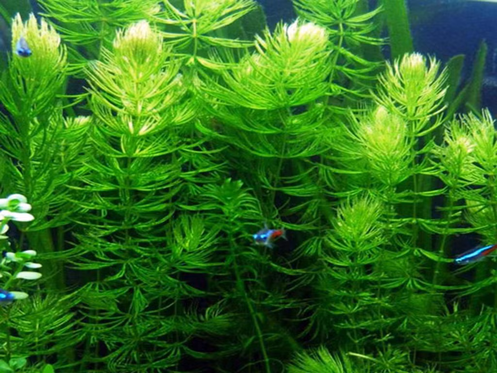 Ngoài rong đuôi chó, rong đuôi chồn cũng không cần chăm sóc quá nhiều, rất được ưa chuộng trong việc trang trí nhà. Ảnh: nongtraihoadalat.