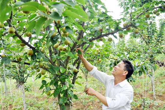 Để thu hoạch được những trái lê tai nung to, chất lượng, người dân Lào Cai phải đầu tư nhiều công sức chăm sóc như đốn tỉa, bón phân, phòng chống sâu bệnh cho lê. Ảnh: Baolaocai.